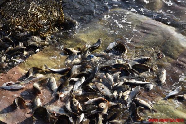 У Ладижинське водосховище на Вінниччині випустять майже 5 тонн риби