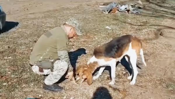 Вінницькі кінологи разом з рівненськими вибухотехніками опікуються покинутими тваринами на Херсонщині