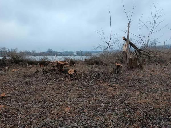 Біля сільського ставка на Вінниччині вирізали дерева, мер звернувся до екологів